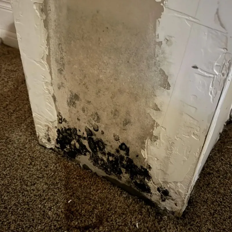 Professional Mold Removal in Effingham County, GA